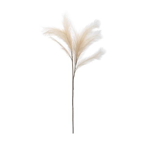 Pampas Grass Natural Kmartnz